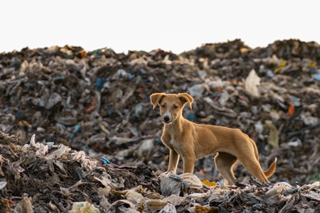 Indian street or stray pariah puppy dog on mountain of plastic waste at a garbage depot in urban city in Maharashtra, India, 2022
