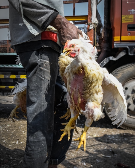 Worker carrying Indian broiler chickens by the wings at Ghazipur murga mandi, Ghazipur, Delhi, India, 2022