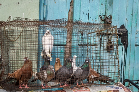 Homing pigeons or racing pigeons on sale at Galiff Street pet market, Kolkata, India, 2022