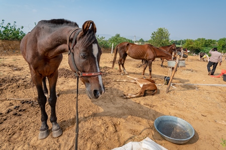 Indian horses on sale at Pushkar camel fair or mela in Rajasthan, India, 2019