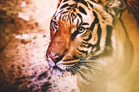 Close up of orange Bengal tiger