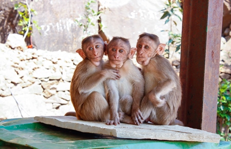 Three macaque monkeys huddled together
