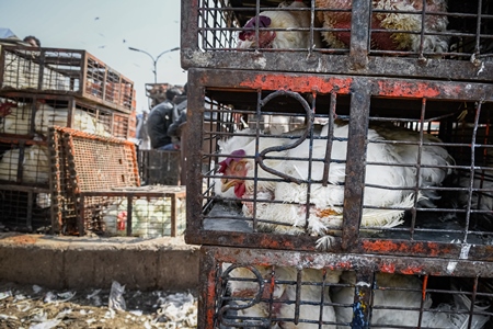 Sick or ill Indian broiler chickens packed into small dirty cages or crates at Ghazipur murga mandi, Ghazipur, Delhi, India, 2022