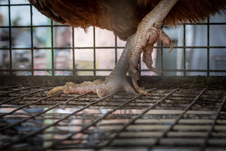 Chickens feet standing on wires in cages outside a chicken poultry meat shop in Pune, Maharashtra, India, 2021