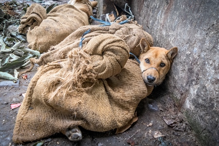 Dogs tied up in sacks waiting to be butchered and sold as meat at a dog market