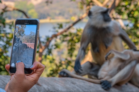 Woman taking mobile phone photo of Indian gray or hanuman langur monkeys in the wild in Rajasthan in India
