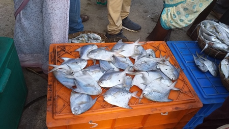 Pomfret or Paplet fish on sale at fish market on the Konkan coast in Maharashtra, India