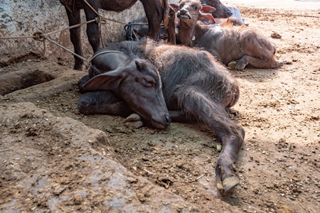 Photo of farmed Indian buffalo calf and calves tied up away from their mothers on a dirty and crowded urban dairy farm in a city in Maharashtra, India