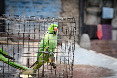 Green Rose Ringed parakeet bird held captive illegally in metal cage - see description below, Pune, Maharashtra, 2023