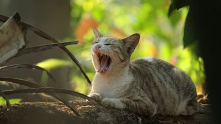 Street cat sitting on wall yawning with green background