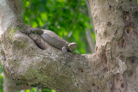 Indian monitor lizard or Bengal monitor in a tree in Kaziranga National Park in Assam in India
