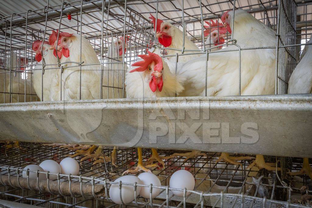 Many layer hens or chickens in battery cages with eggs on a poultry layer farm or egg farm in rural Maharashtra, India, 2021