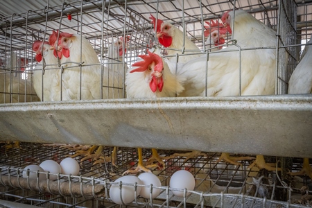 Many layer hens or chickens in battery cages with eggs on a poultry layer farm or egg farm in rural Maharashtra, India, 2021