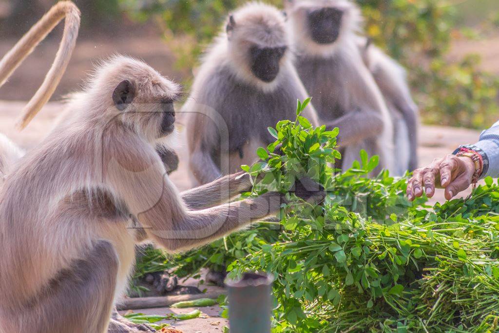 Group of many Indian gray or hanuman langurs, monkeys in Mandore Gardens in the city of Jodhpur in Rajasthan in India