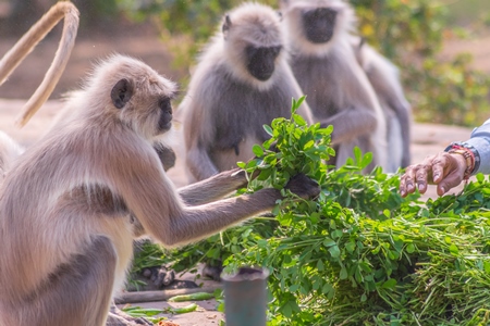 Group of many Indian gray or hanuman langurs, monkeys in Mandore Gardens in the city of Jodhpur in Rajasthan in India