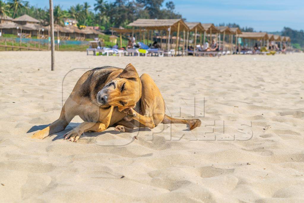 Photo of Indian street or stray dog scratching on beach in Goa with blue sky background in India