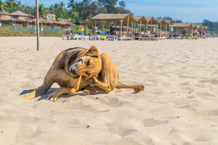 Photo of Indian street or stray dog scratching on beach in Goa with blue sky background in India