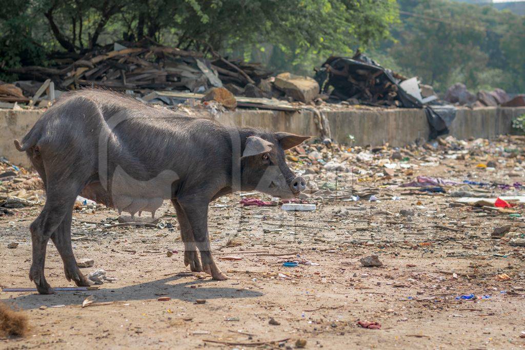 Indian urban or feral pig in a slum area in an urban city in Maharashtra in India