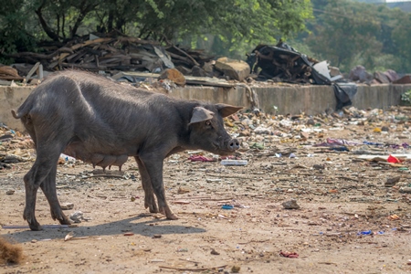 Indian urban or feral pig in a slum area in an urban city in Maharashtra in India