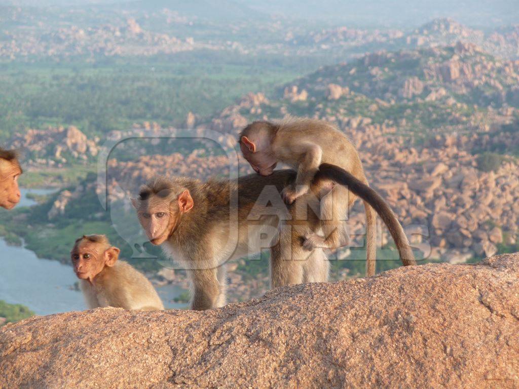 Macaque monkeys on rock with view behind