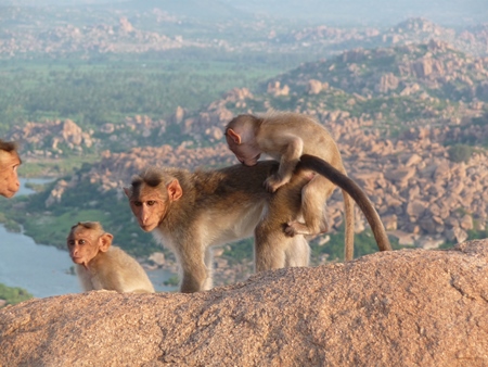 Macaque monkeys on rock with view behind