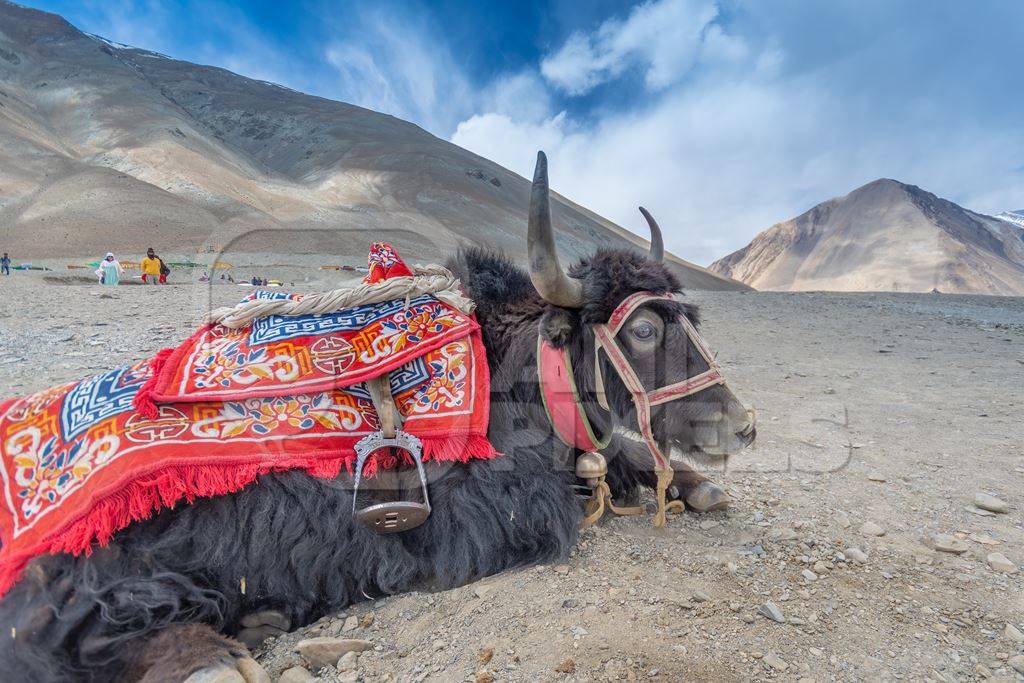 Yak with harness used for tourist rides in Ladakh in the mountains of the Himalayas