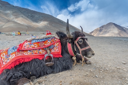 Yak with harness used for tourist rides in Ladakh in the mountains of the Himalayas