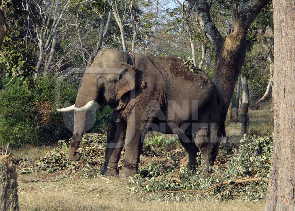 Indian elephant in chains in the Bandipur National Park