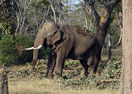 Indian elephant in chains in the Bandipur National Park