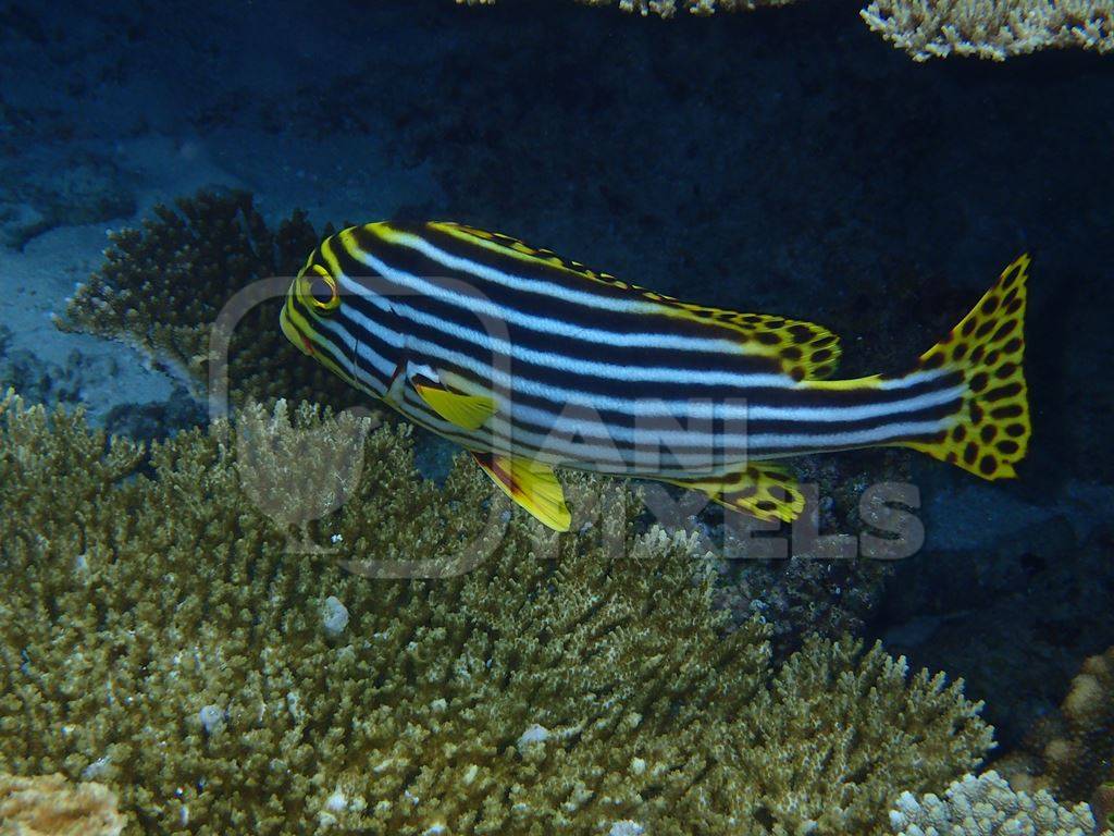 Striped fish in the Indian Ocean