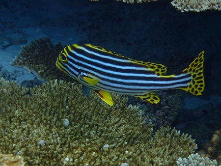 Striped fish in the Indian Ocean