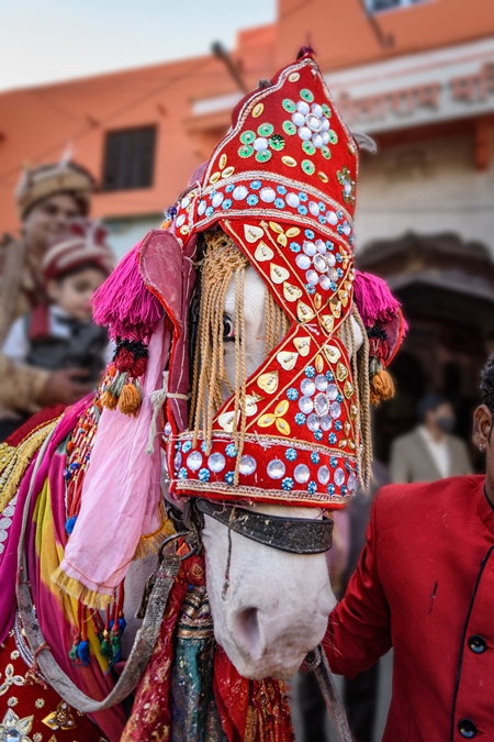 Indian wedding horse or baraat horse used for marriage ceremonies showing the white of her eye, Ajmer, Rajasthan, India, 2022