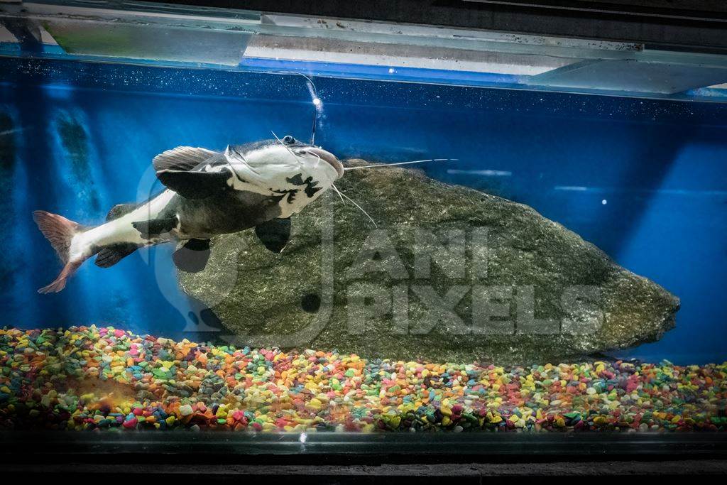 Catfish kept in barren aquarium tank at Dolphin aquarium mini zoo in Mumbai, India, 2019