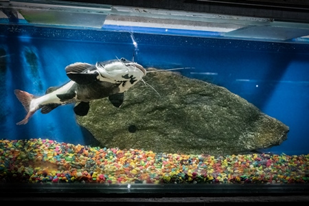 Catfish kept in barren aquarium tank at Dolphin aquarium mini zoo in Mumbai, India, 2019