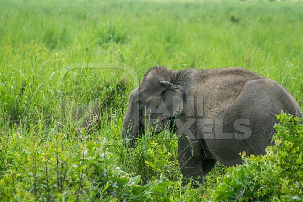 Wild Indian elephant in the green grass at Kaziranga National Park in Assam