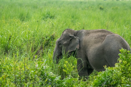 Wild Indian elephant in the green grass at Kaziranga National Park in Assam