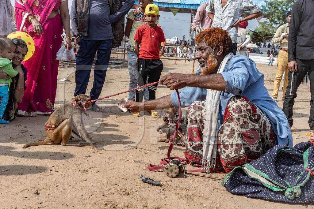 Man with dancing monkeys begging for money at Pushkar camel fair