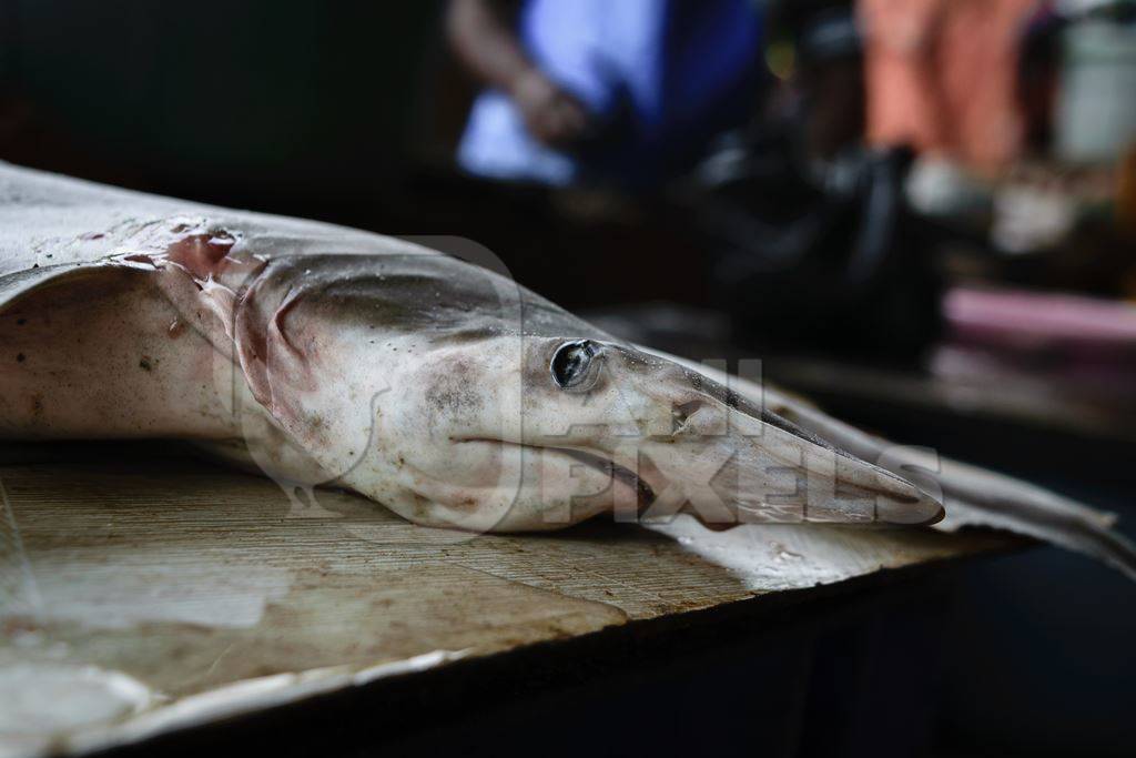 Small shark on sale at a fish market