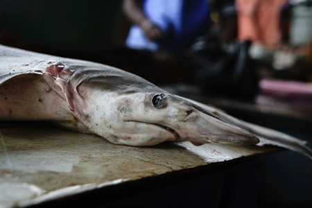 Small shark on sale at a fish market