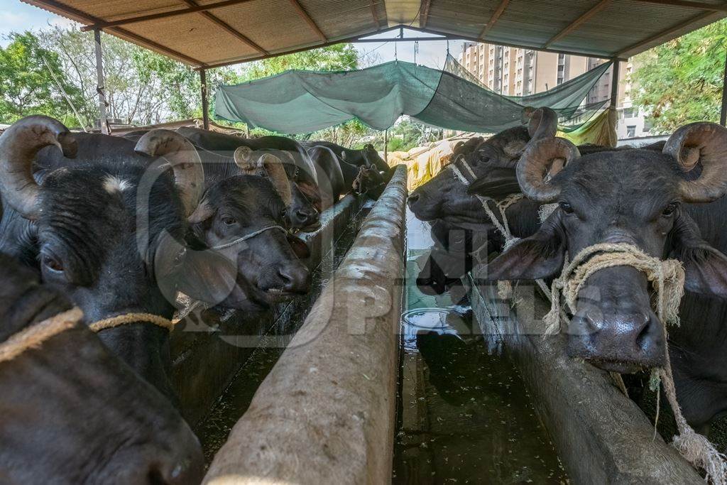 Farmed Indian buffaloes tied up in a concrete stall on a buffalo dairy farm, Pune, India, 2017