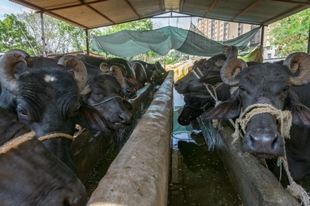 Farmed Indian buffaloes tied up in a concrete stall on a buffalo dairy farm, Pune, India, 2017