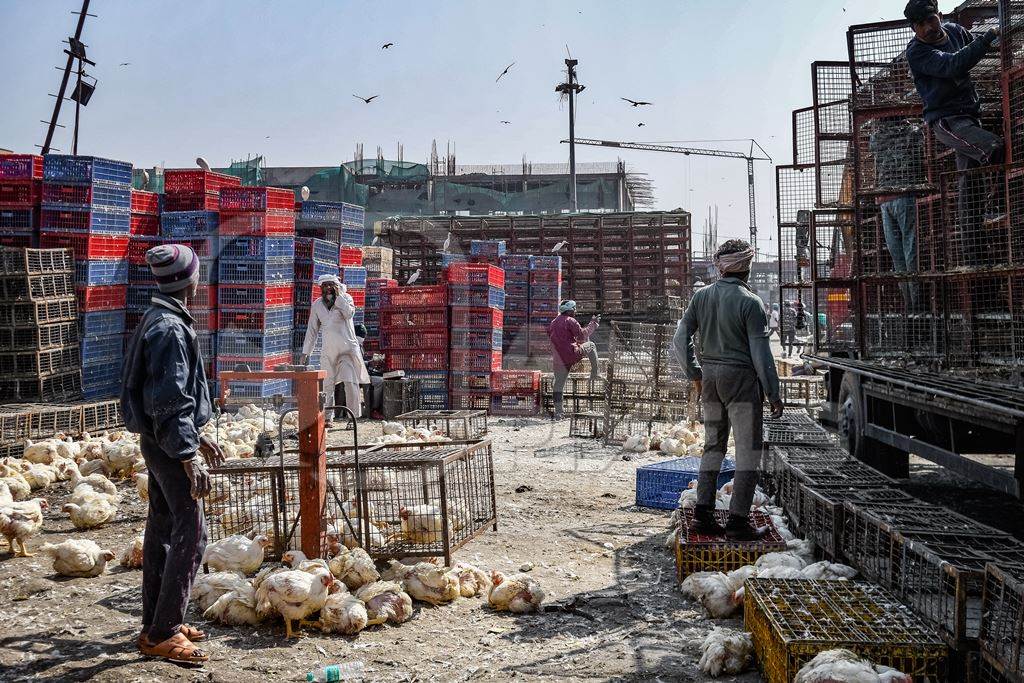 Workers unload chickens from trucks at Ghazipur murga mandi, Ghazipur, Delhi, India, 2022