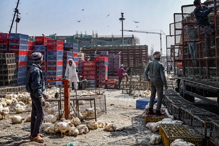 Workers unload chickens from trucks at Ghazipur murga mandi, Ghazipur, Delhi, India, 2022