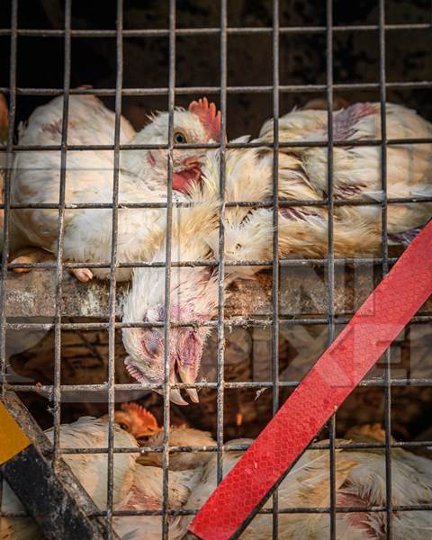 Dead Indian broiler chicken in a cage on a small transport truck at Ghazipur murga mandi, Ghazipur, Delhi, India, 2022