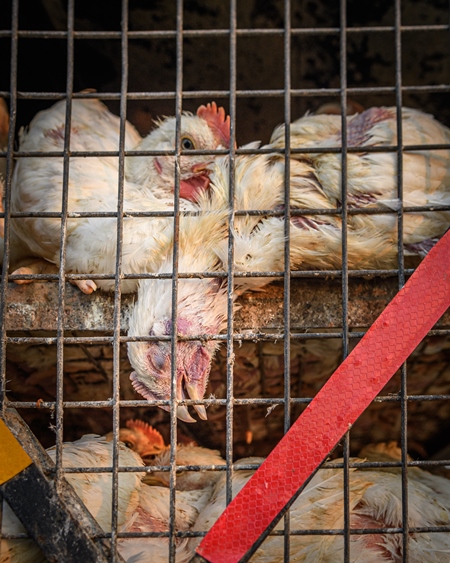 Dead Indian broiler chicken in a cage on a small transport truck at Ghazipur murga mandi, Ghazipur, Delhi, India, 2022