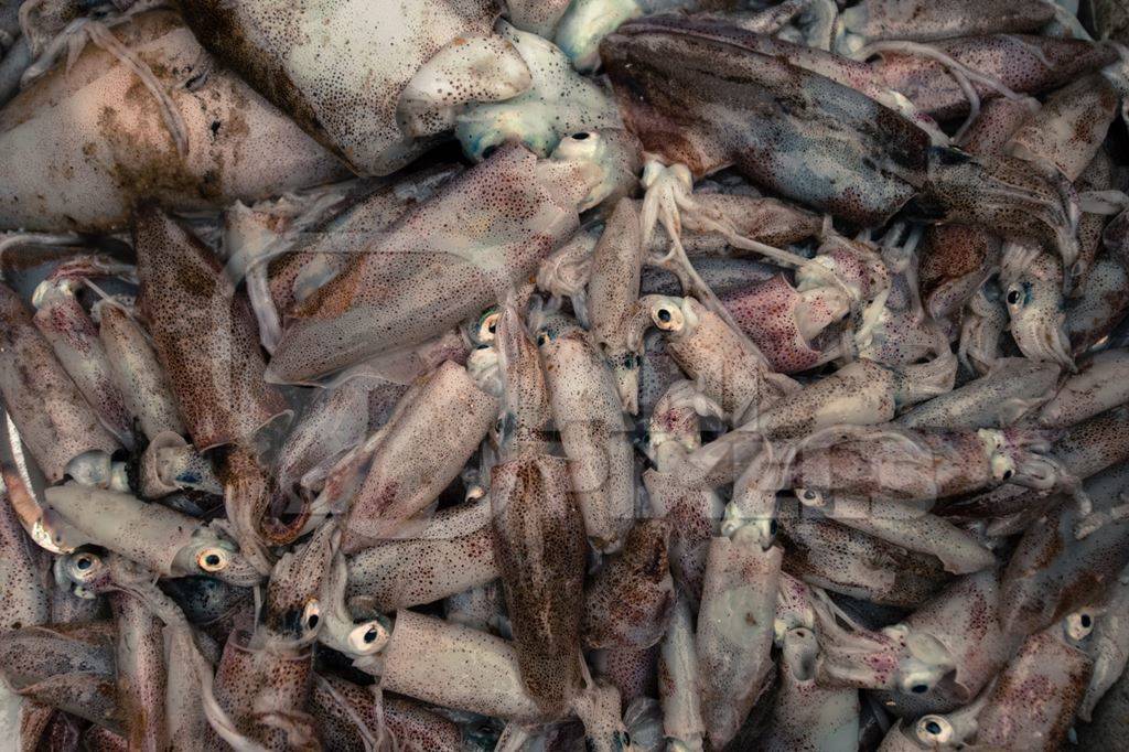Many small dead squid at fish market