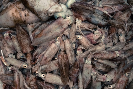 Many small dead squid at fish market