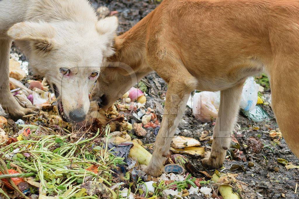 Stray street dogs on road eating from garbage or rubbish