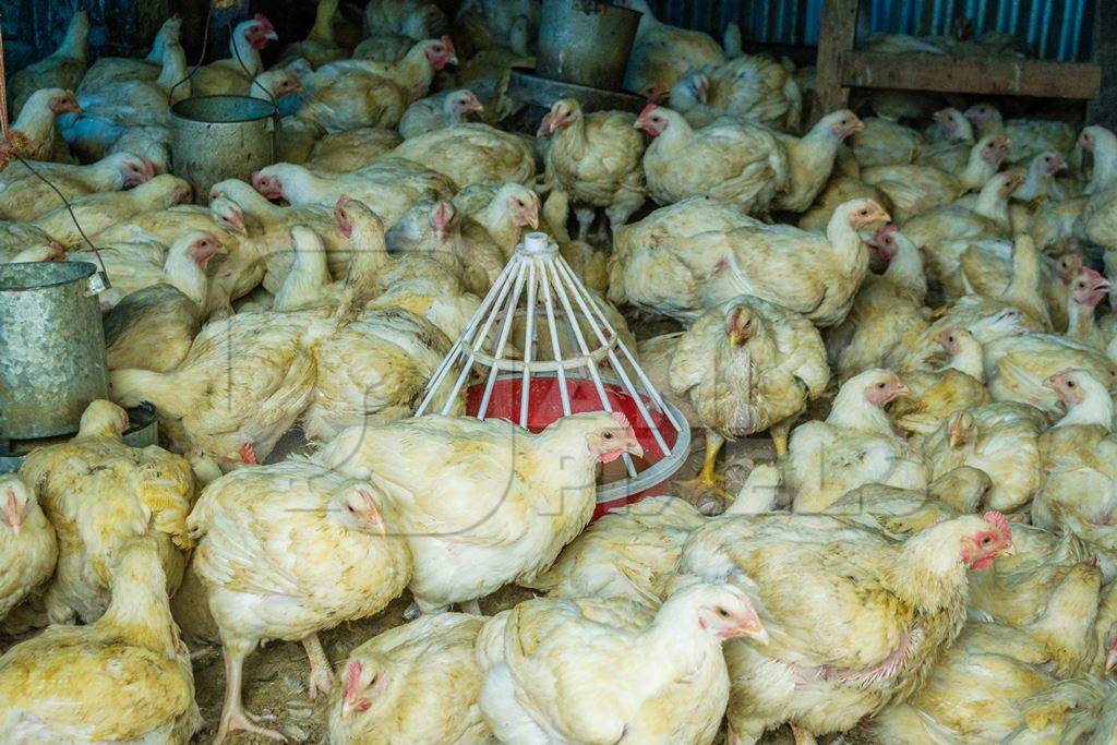 Chickens in a pen on sale for meat at a chicken shop at a market