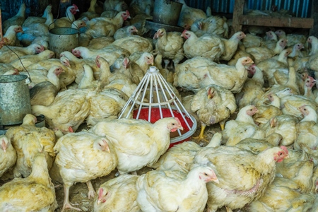 Chickens in a pen on sale for meat at a chicken shop at a market